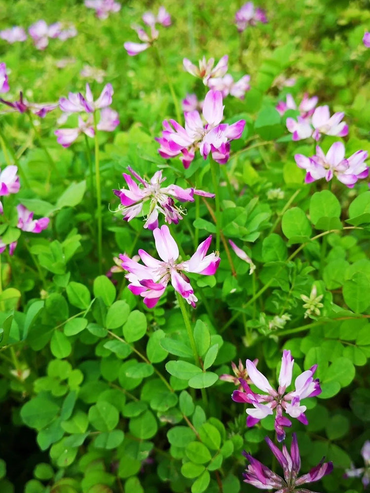Chinese Milkvetch