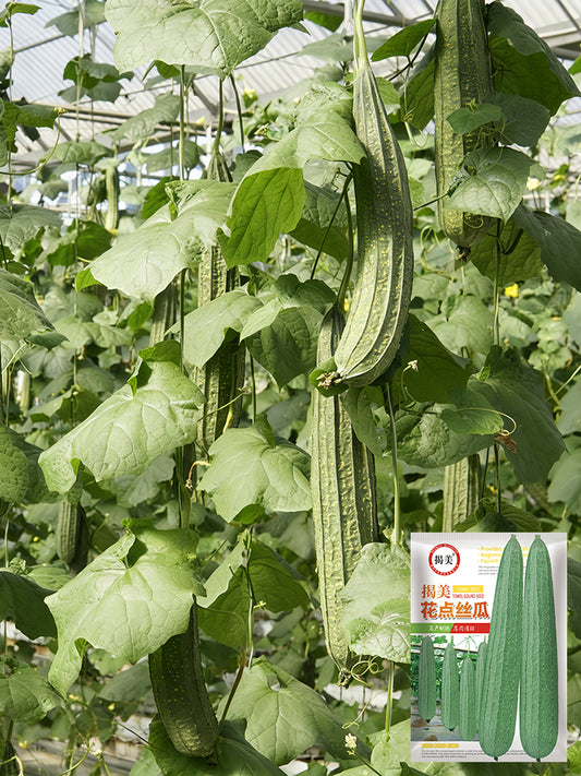 Jiemei Speckled Ridge Gourd