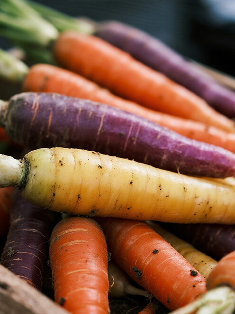 Rainbow Carrot