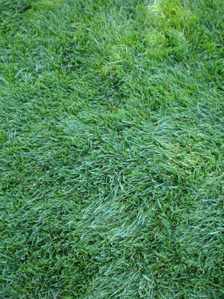 Festuca arundinacea 'Chenelle'