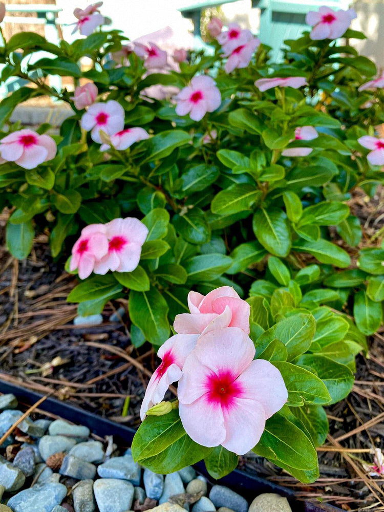 Pink Madagascar Periwinkle (Catharanthus roseus)