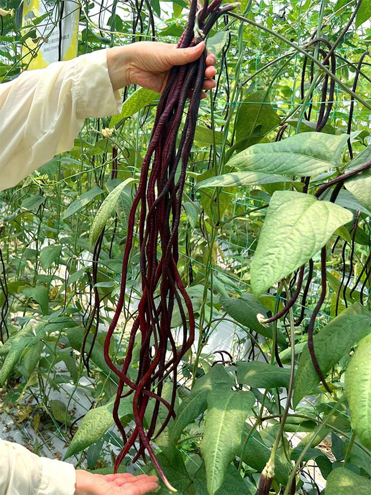 Spring-Autumn Red Cowpea