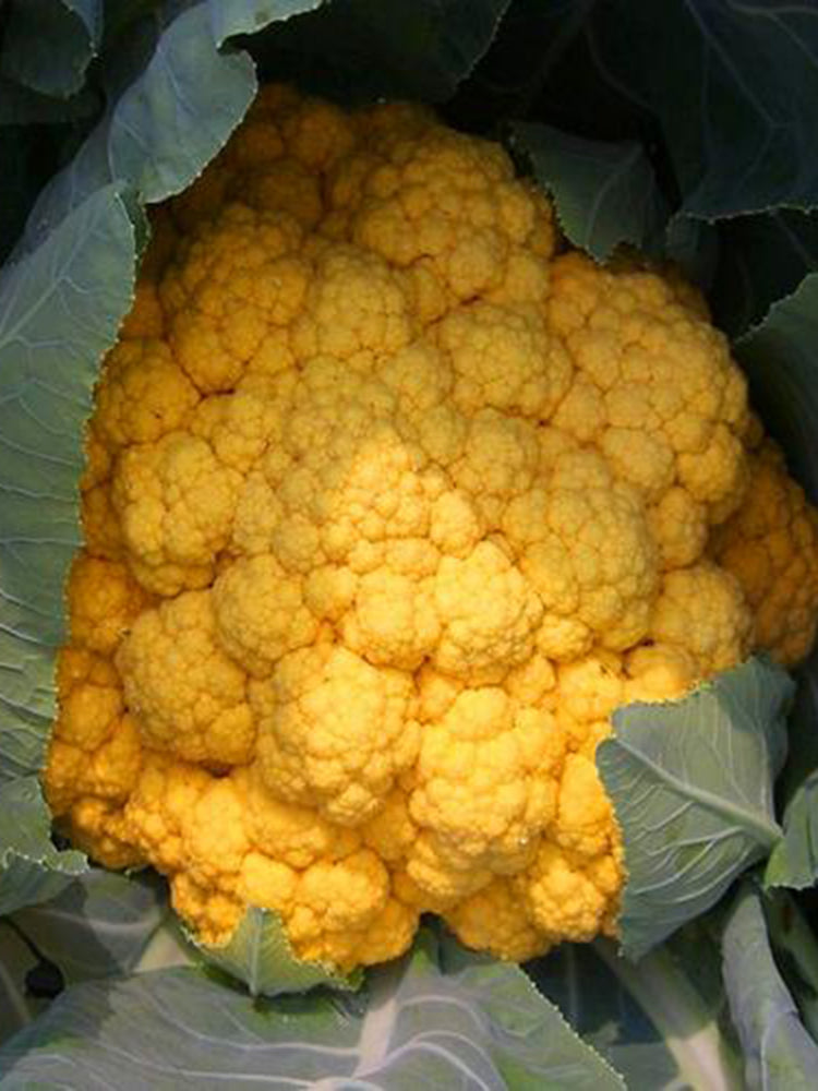 Jin Buhuan Cauliflower