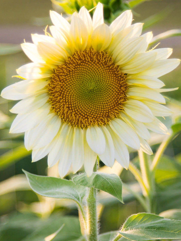 'White Moonlight' Sunflower
