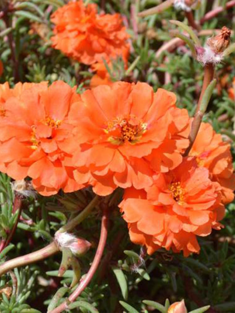 Hezhichun Coral Red Moss-Rose Purslane