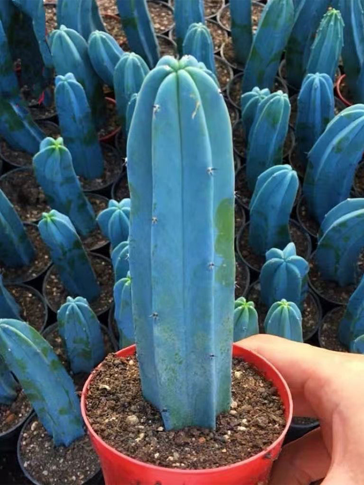 Myrtillocactus geometrizans