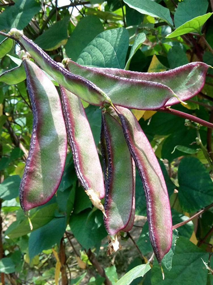 Purple-edged Hyacinth Beans