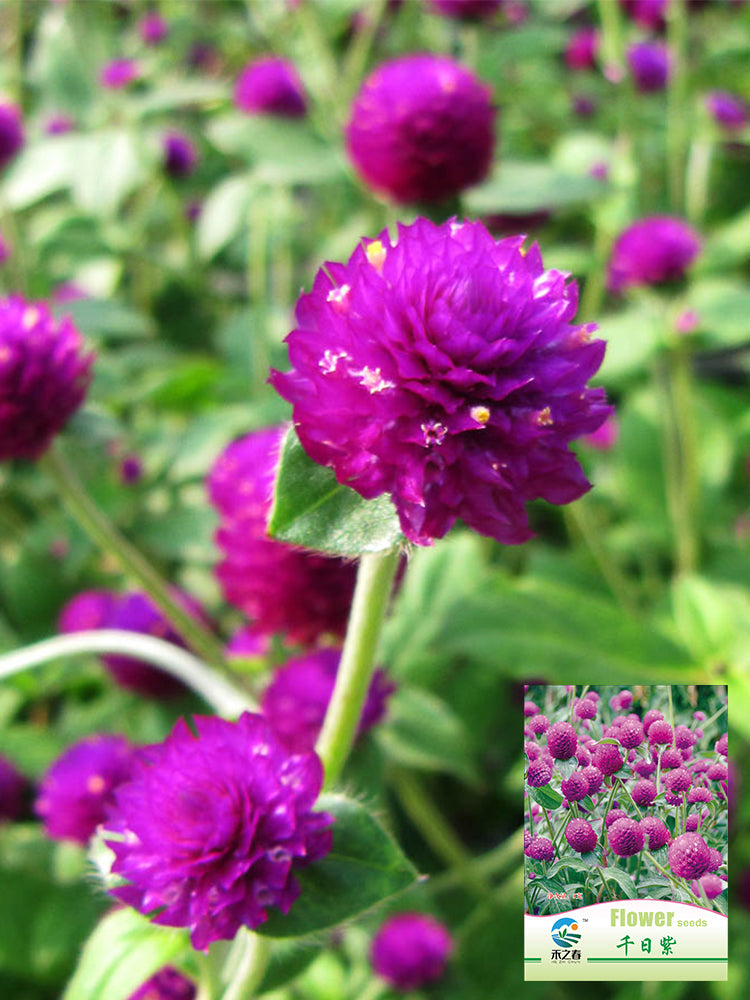 Hezhichun Purple Globe Amaranth
