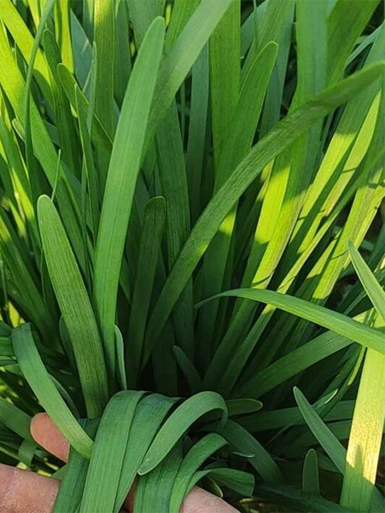 Fusheng No.1 Snow Leek