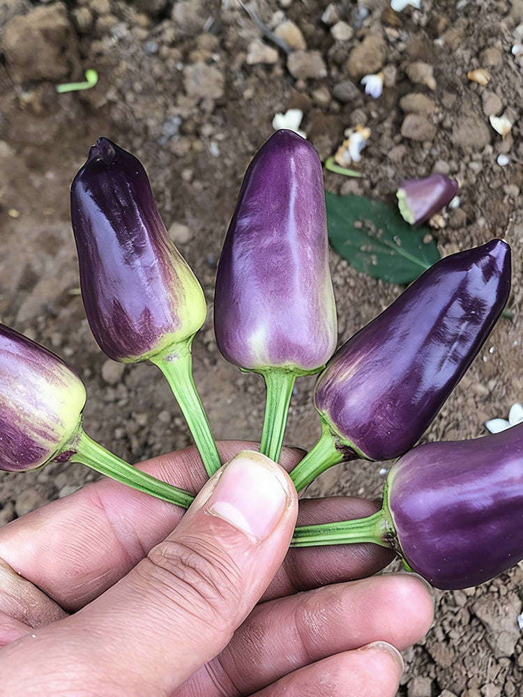 Purple Tower Facing-Heaven Pepper