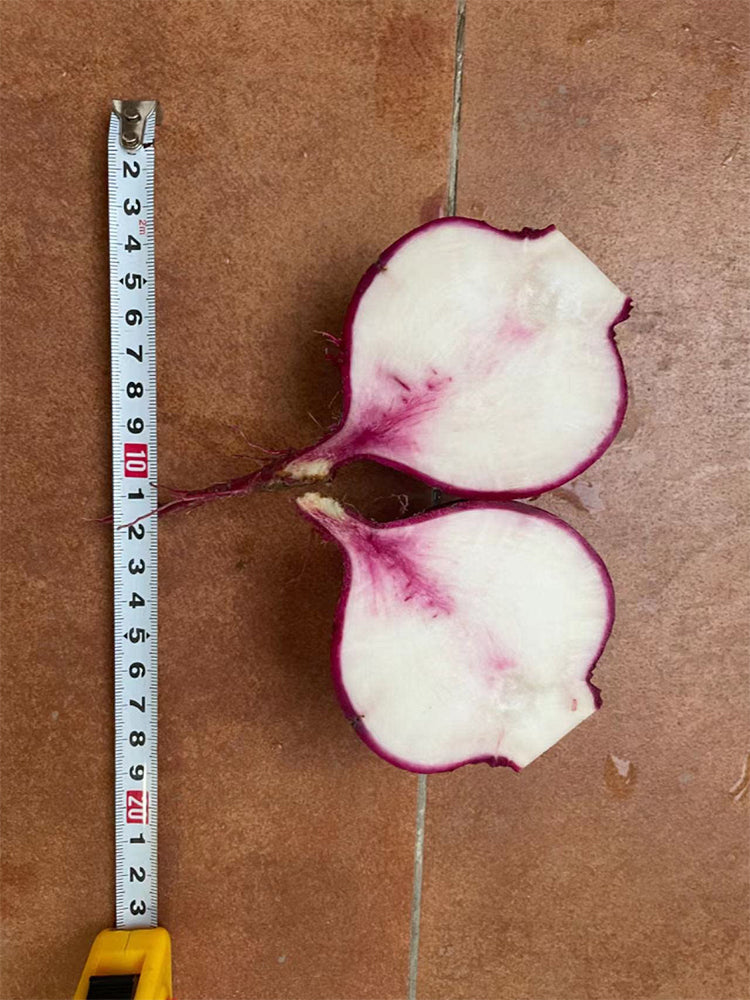 'Aizhenhong' Turnip