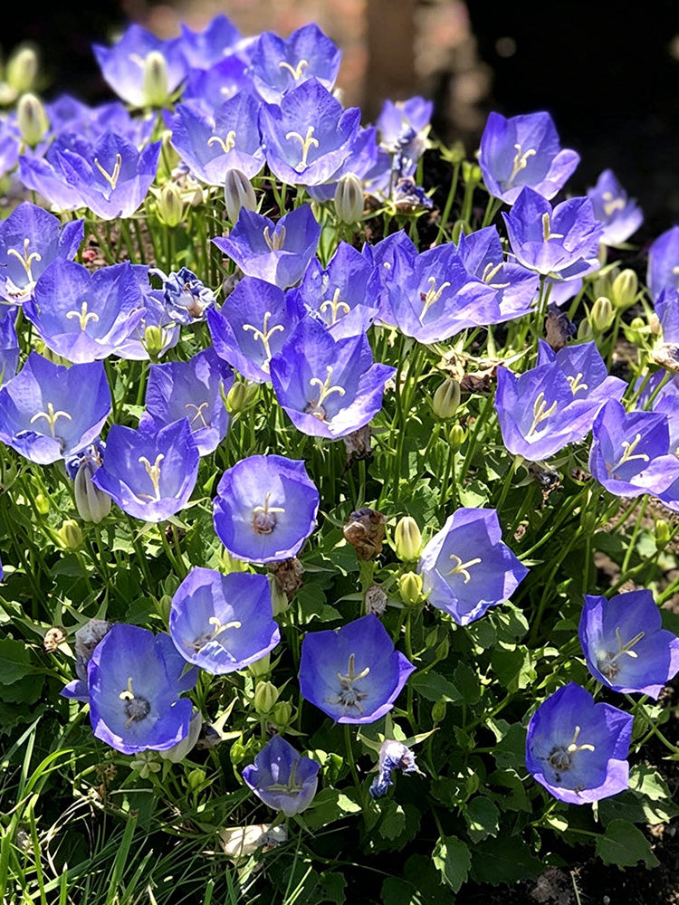 Tufted Bellflower