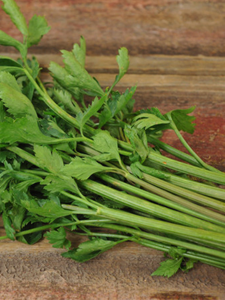 Italian Giant Parsley