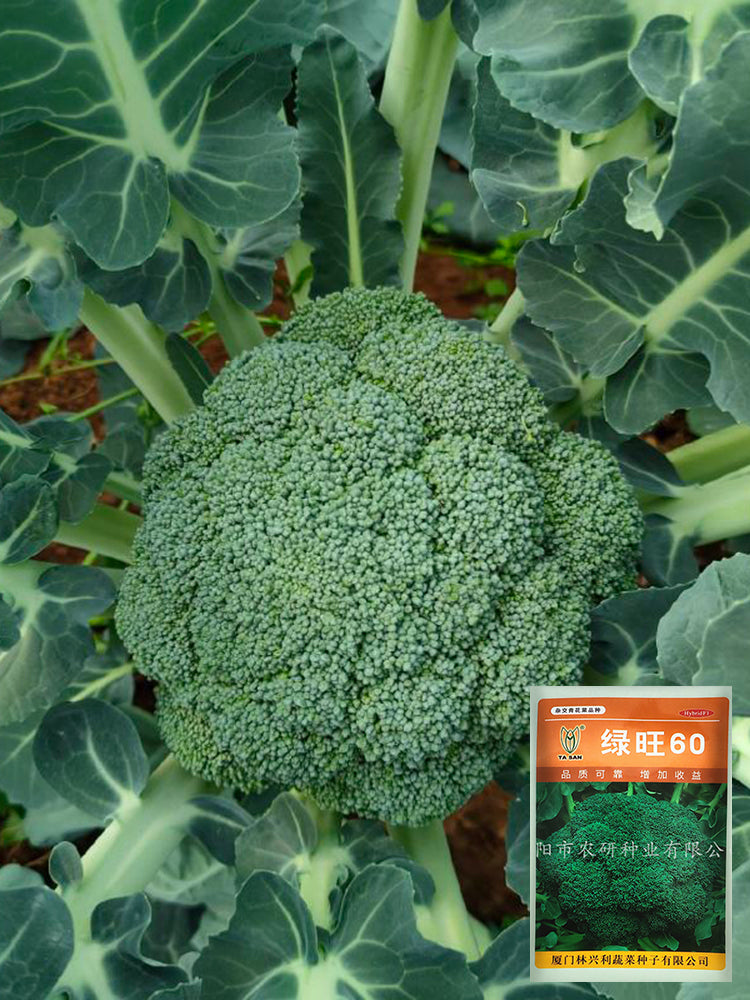 GreenVigour 60 Broccoli