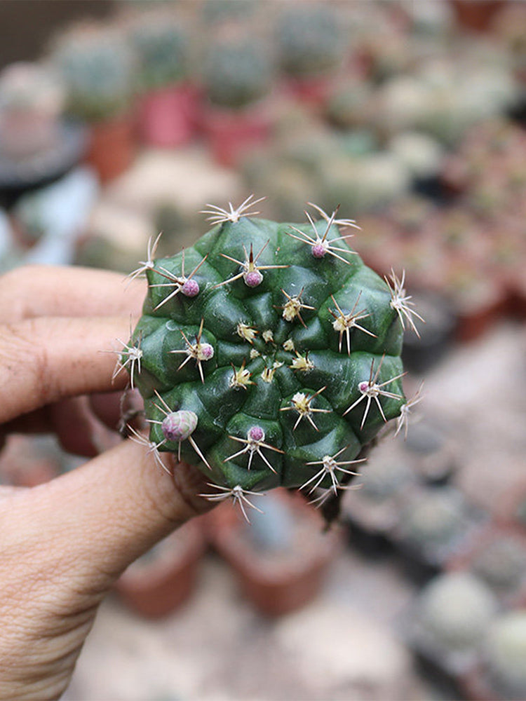 Gymnocalycium anisitsii
