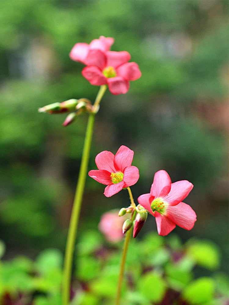 Oxalis tetraphylla 'Iron Cross'