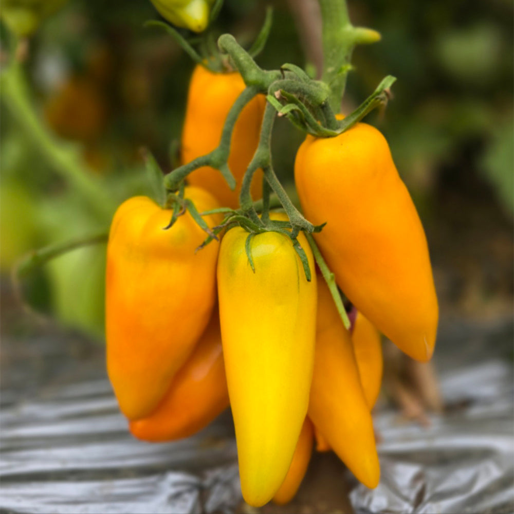 658 Yellow Pepper Tomato