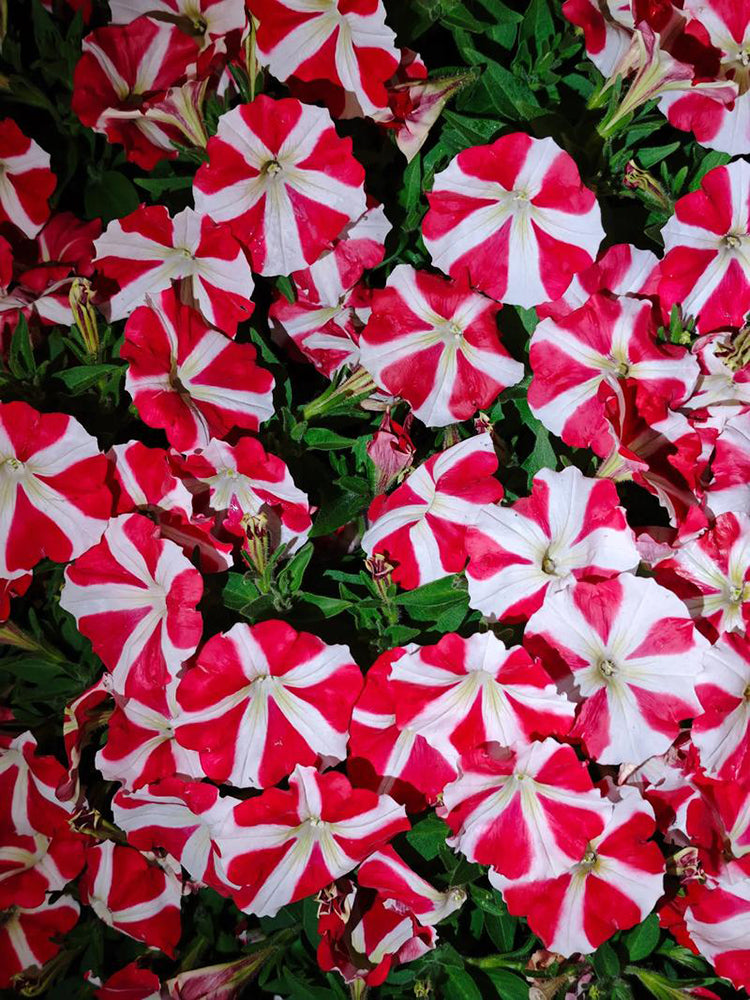 Red Star Hybrid Petunia