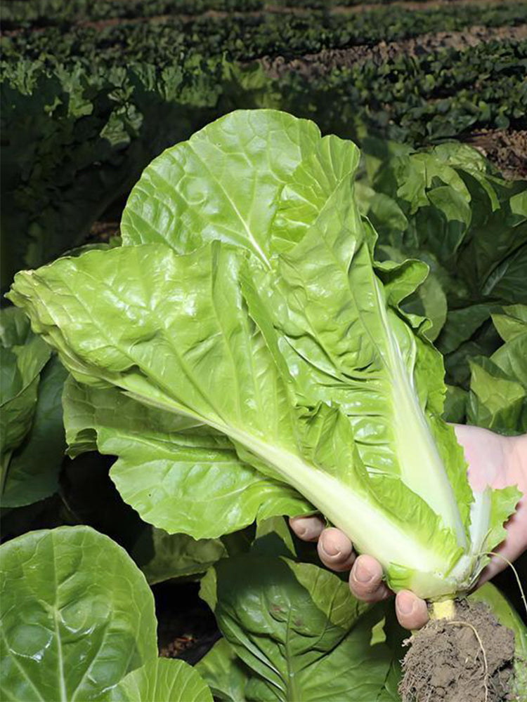 'Fushi' Fast-Growing Chinese Cabbage