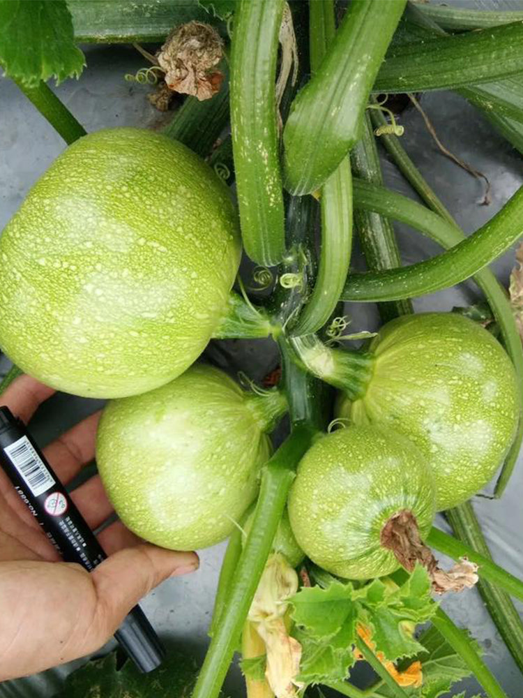Green Pearl Zucchini