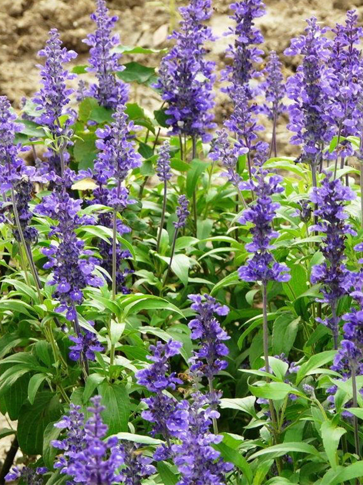 Hezhichun Blue Sage