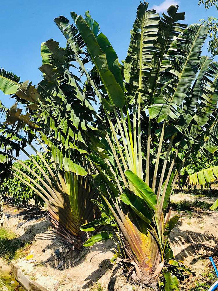 Traveller's Palm Seeds