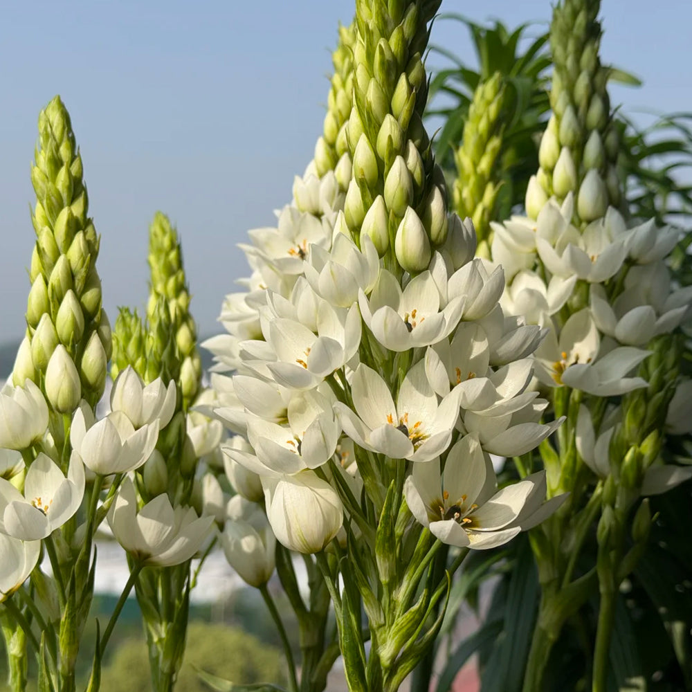 U2219 White Star of Bethlehem