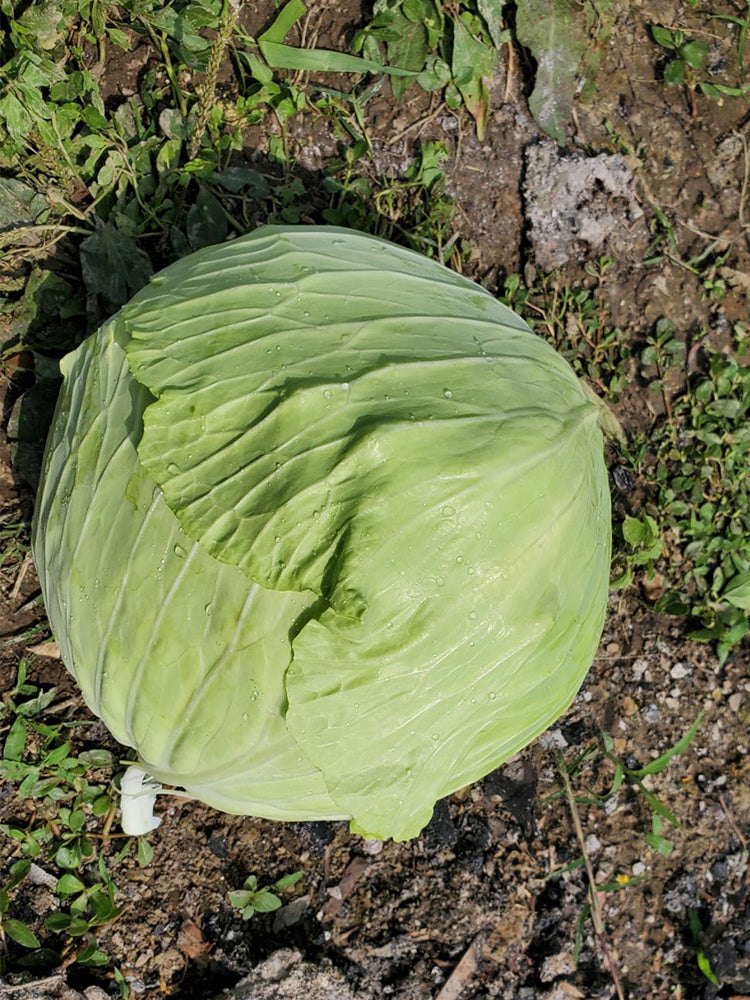 Xingyou Jingfeng No.1 Cabbage