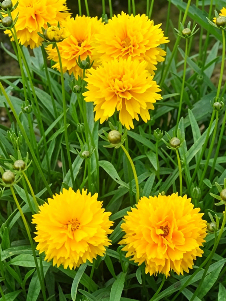 Large-Flowered Tickseed