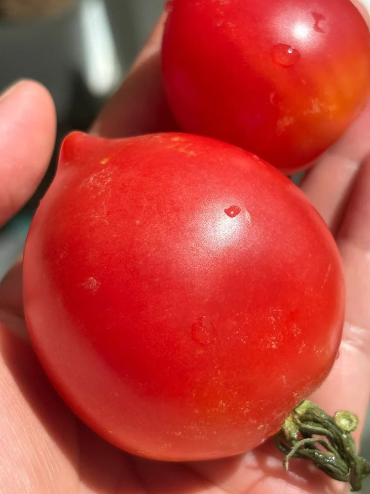 Spring Peach Heart Tomato
