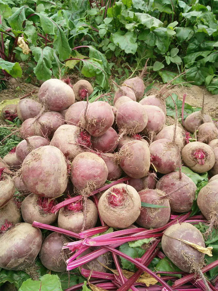 Globular Beetroot