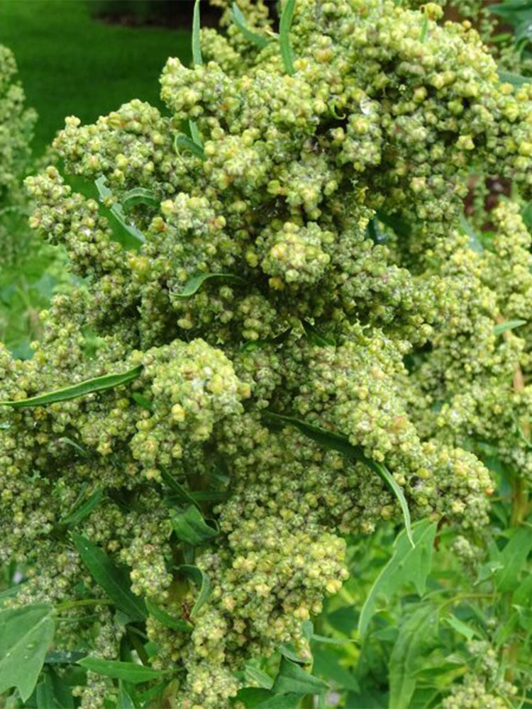 White Quinoa