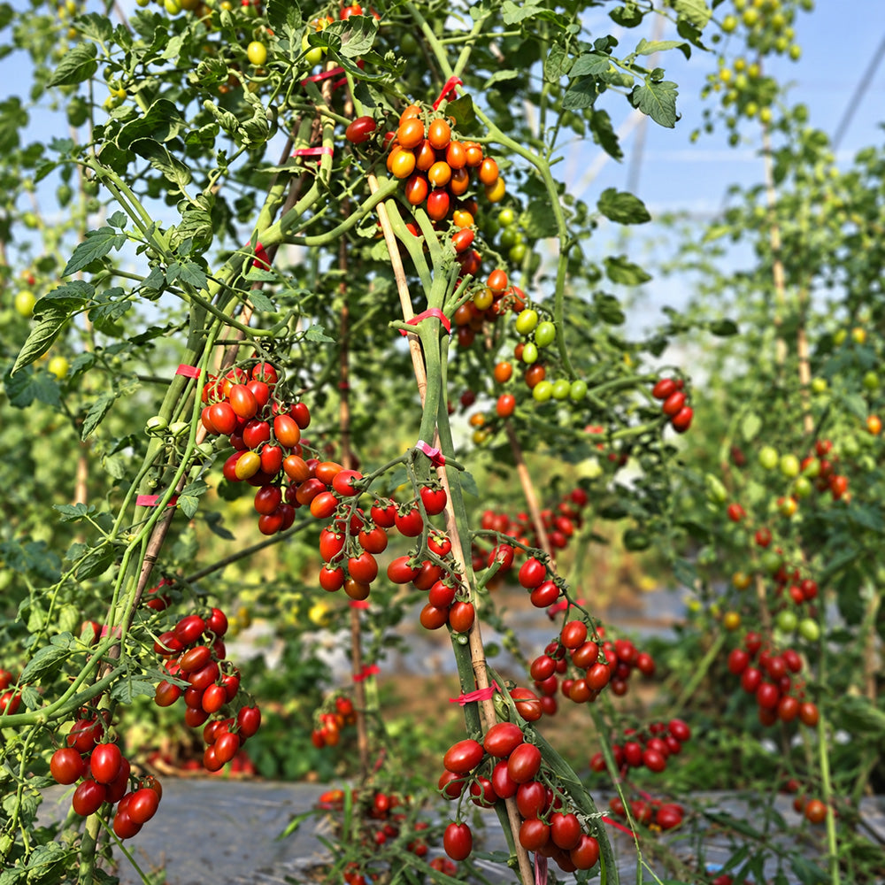321 Blood Drop Tomato