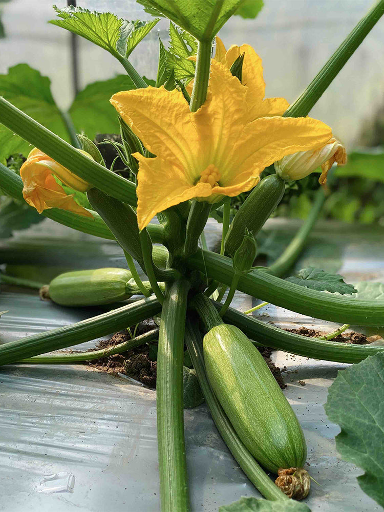 'Cuixiaoqing' Zucchini