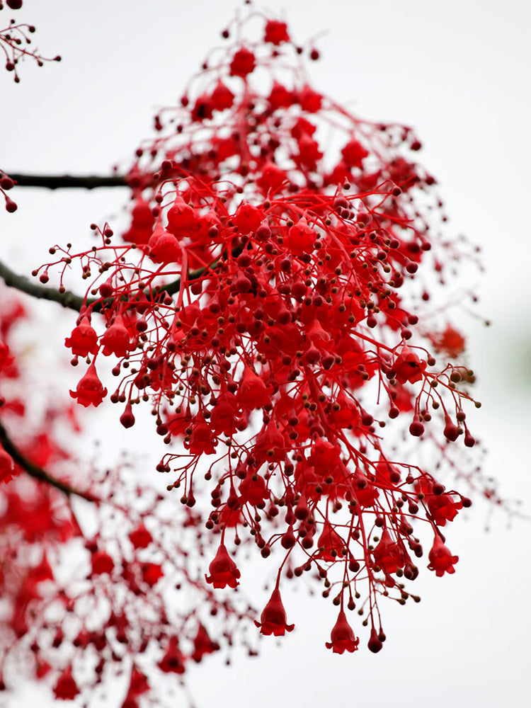 Illawarra Flame Tree