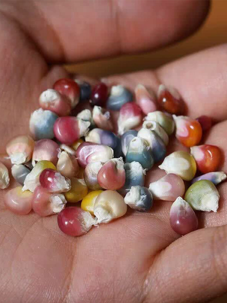 Glass Gem Corn