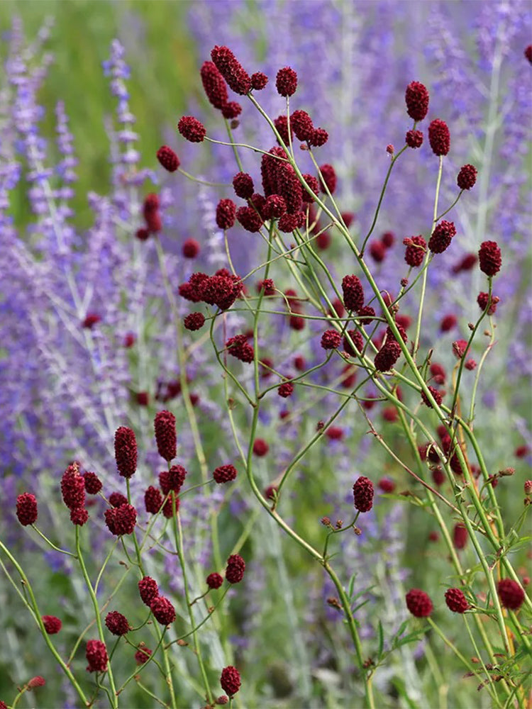 Great Burnet