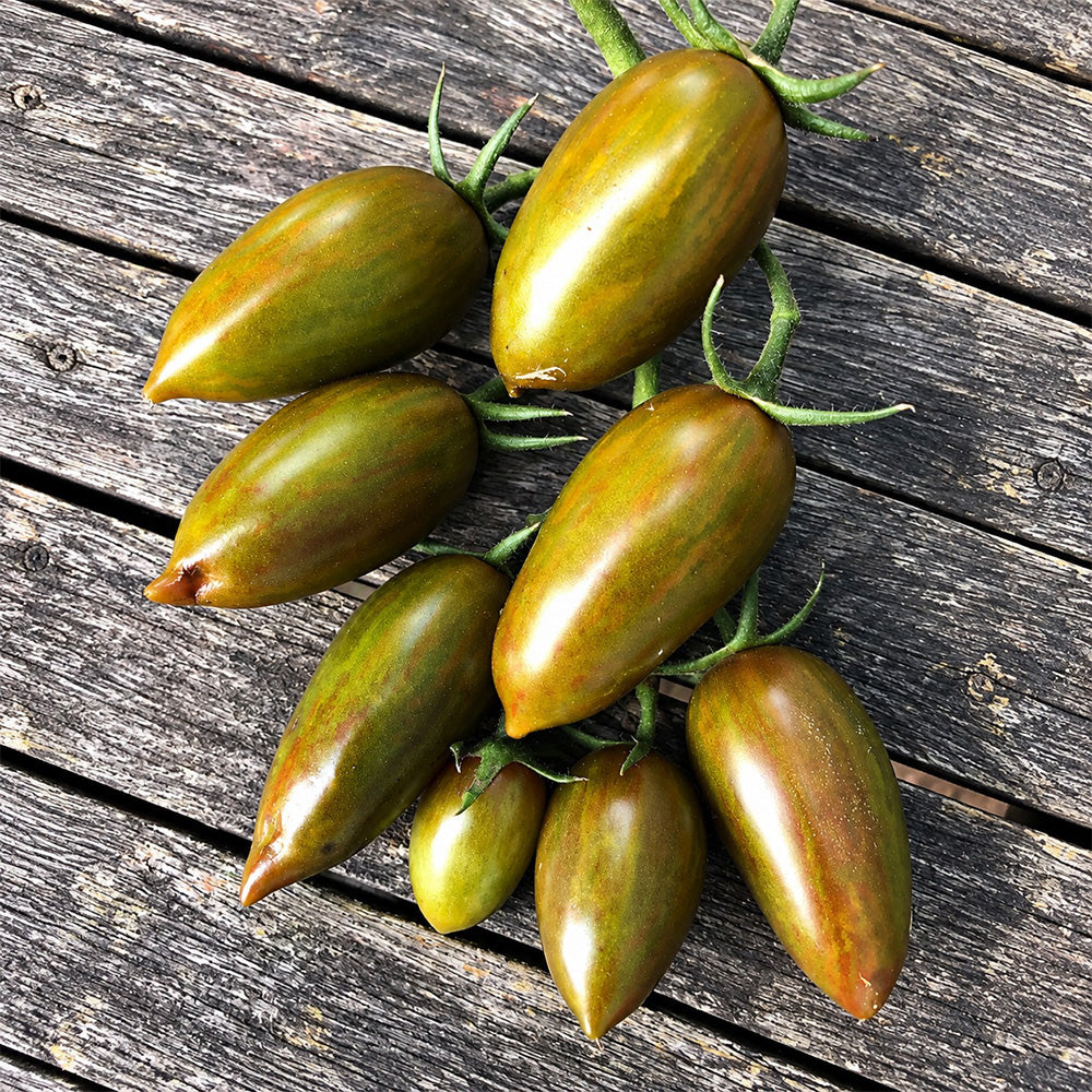 527 Green Ripper Tomato