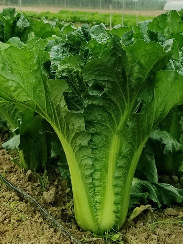 Super Green Pioneer Chinese Cabbage