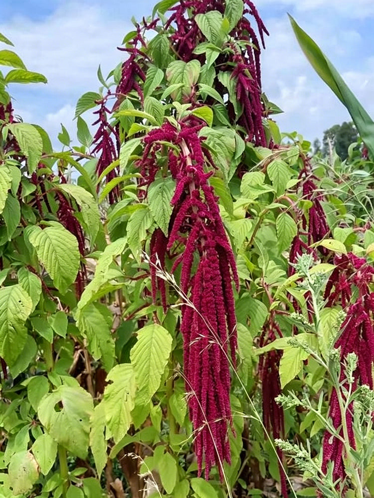 Red Love-Lies-Bleeding