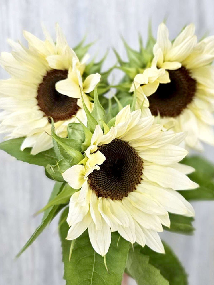'White Lover' Sunflower