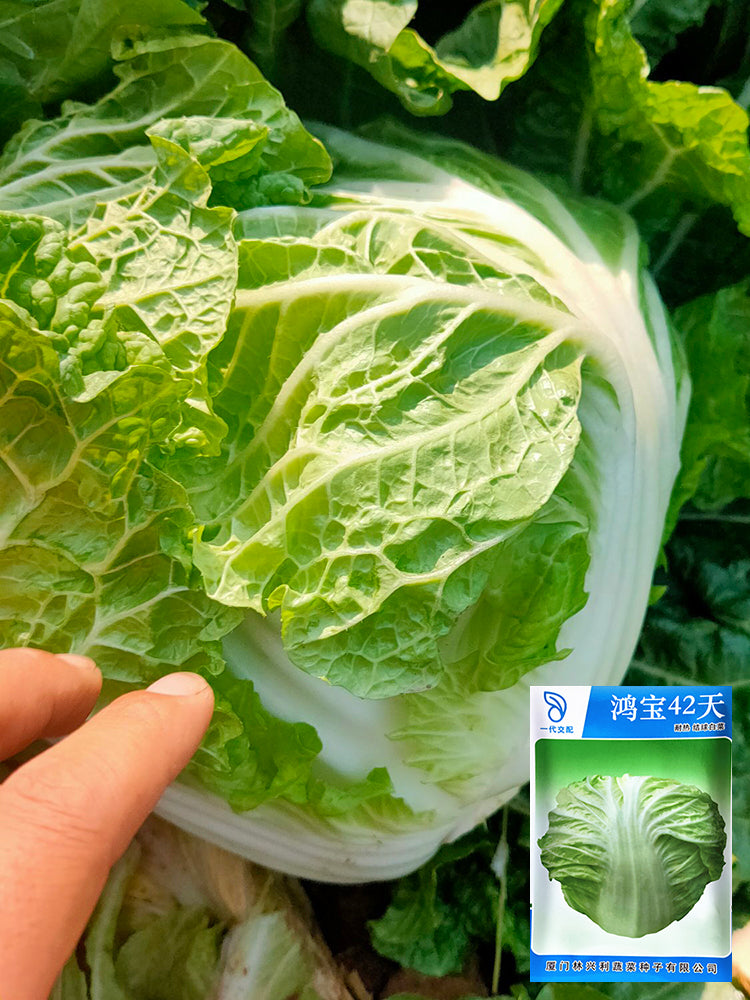 Hongbao Heading Cabbage