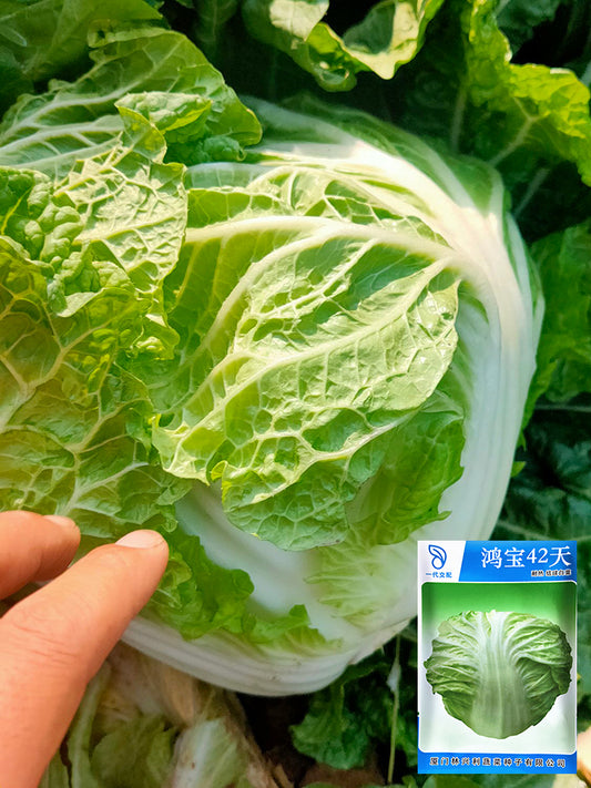 Hongbao Heading Cabbage