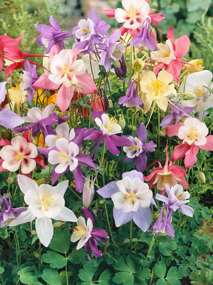 Hezhichun Aquilegia 'Cat's Paw Mix'