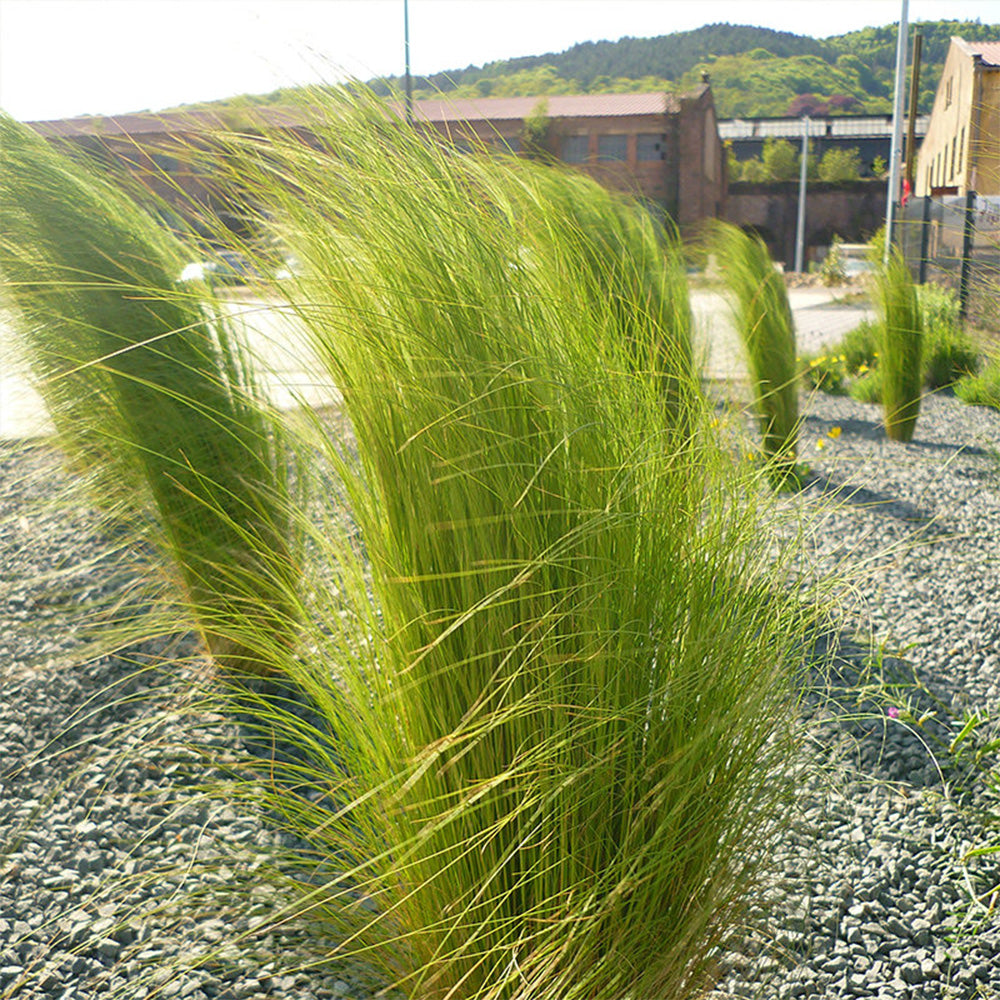 Mexican Feathergrass