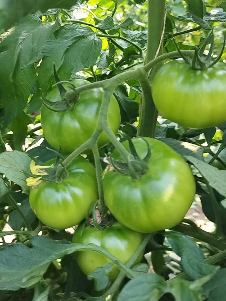Super Sweet Sandy Green Tomato