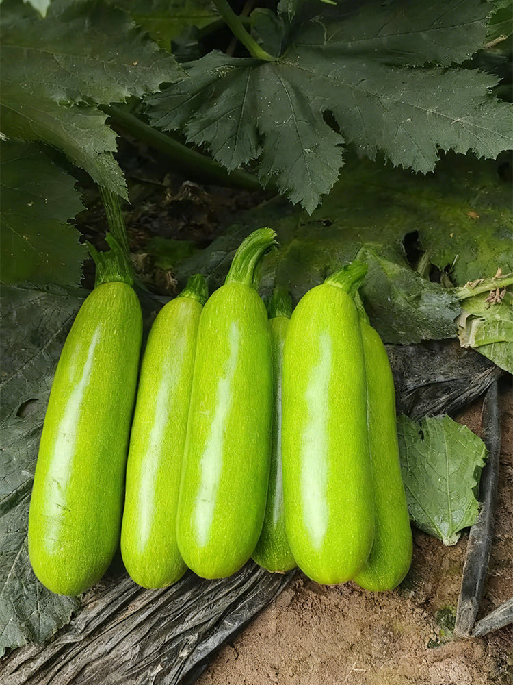 'Wansheng Chunqiubao' Zucchini