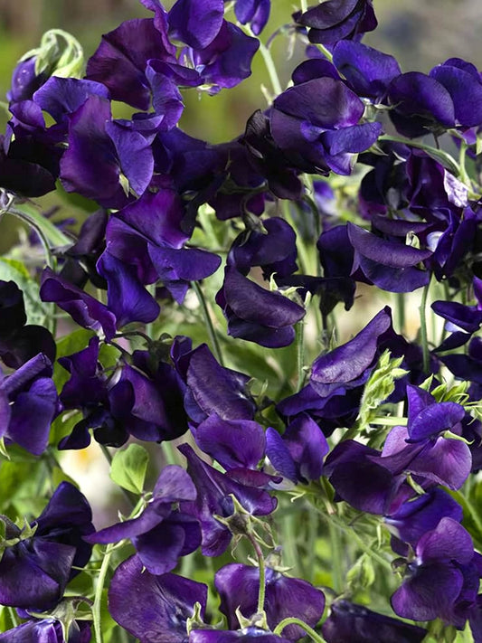 Royal Navy Blue Sweet Pea