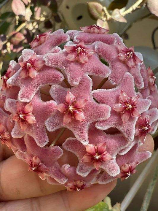 Hoya carnosa 'Freckles Splash' Unrooted Stem Cuttings
