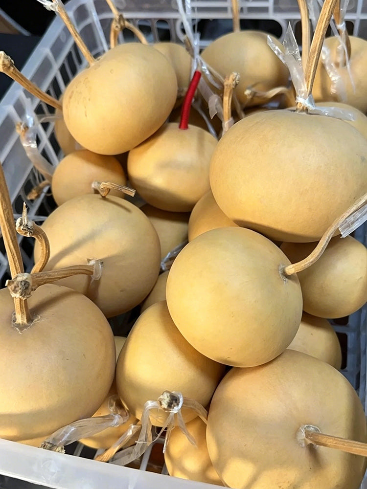 Small Apple Gourd